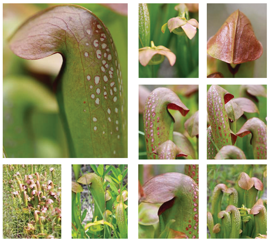 <p>Hooded pitcherplant</p>
