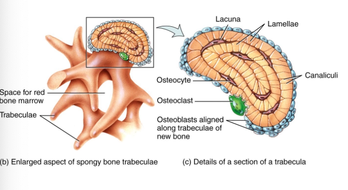 <p>Trabecular. </p><p>Offer support and protect red bone marrow and oriented along lines of stress (resist breaking)</p><p>Lacunae are located in each trabecular which contain the osteocytes to nourish mature bone tissue</p>