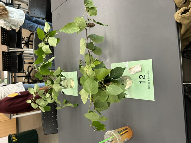 <p>Betula papyrifera</p>