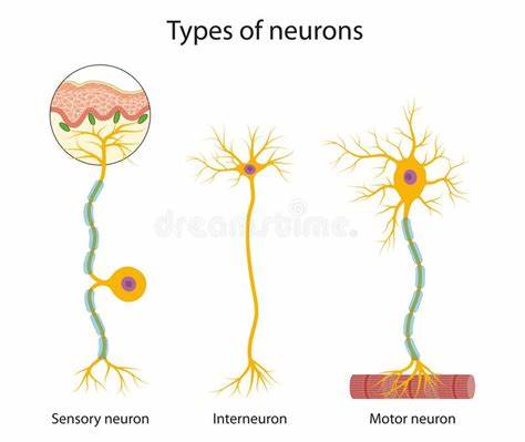 <p>motor neurons have their cell body at the end of the axon, in the CNS</p><p>sensory neurons have their cell body in the middle of the axon, in the PNS</p>