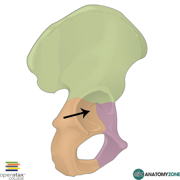 <p>The socket where the head of the femur fits</p>