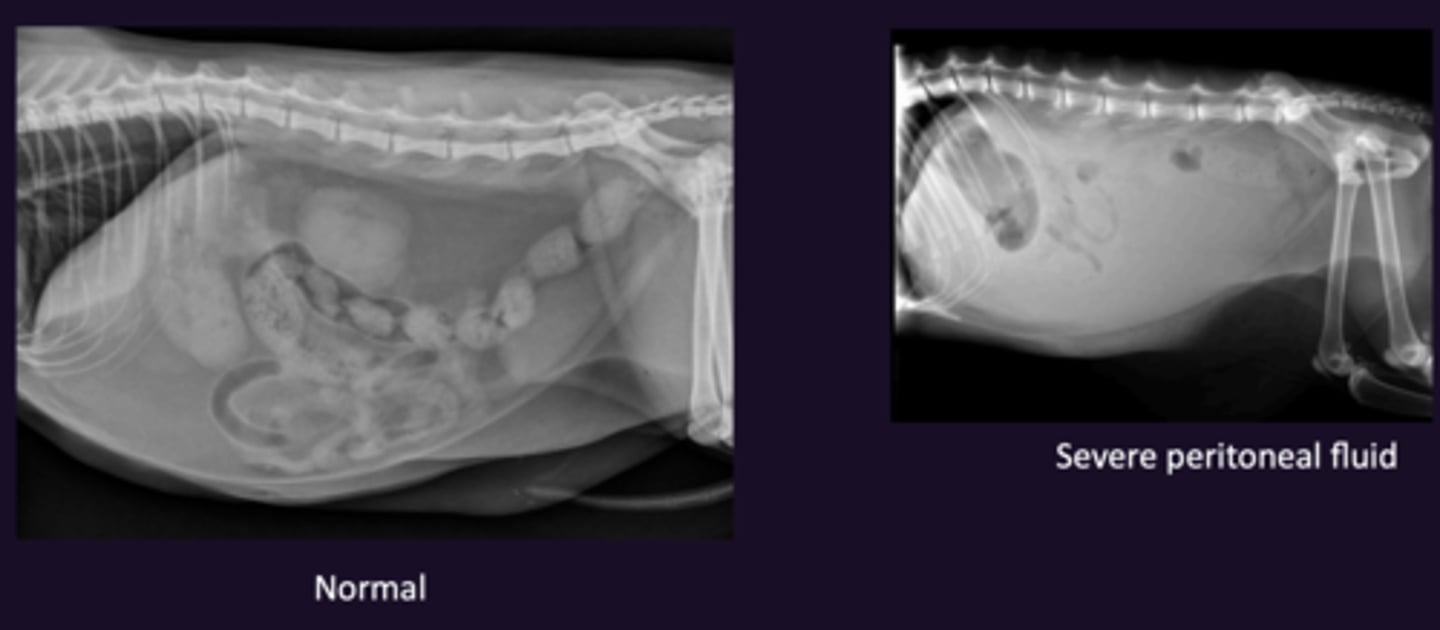 <p>1. How well the organs can be seen in the peritoneum</p><p>2. Indicates abdominal fluid</p><p>3. Mass, Fluid, Skinny, Young, Radiograph Technique</p>