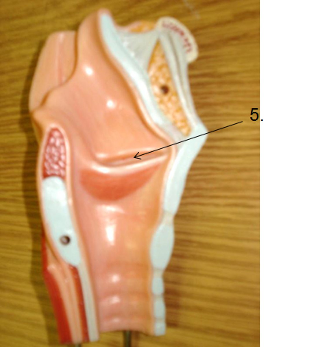 <p>the crease between triangle folds </p>