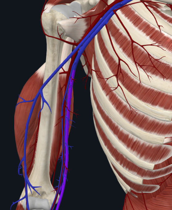 <p>What vein is this</p>