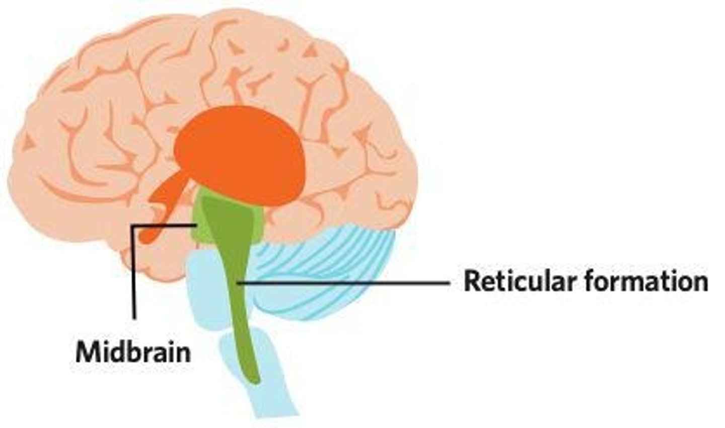 <p>Reticular formation</p>