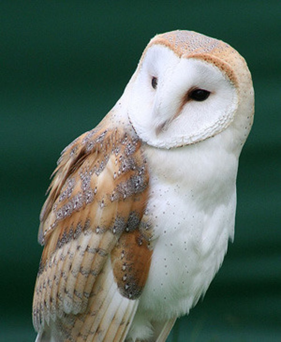 <p>Strigiformes</p><p>Tytonidae</p>
