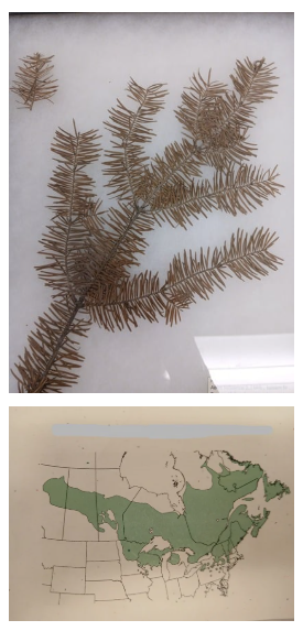 <p><em>Genus & specific epithet</em></p>