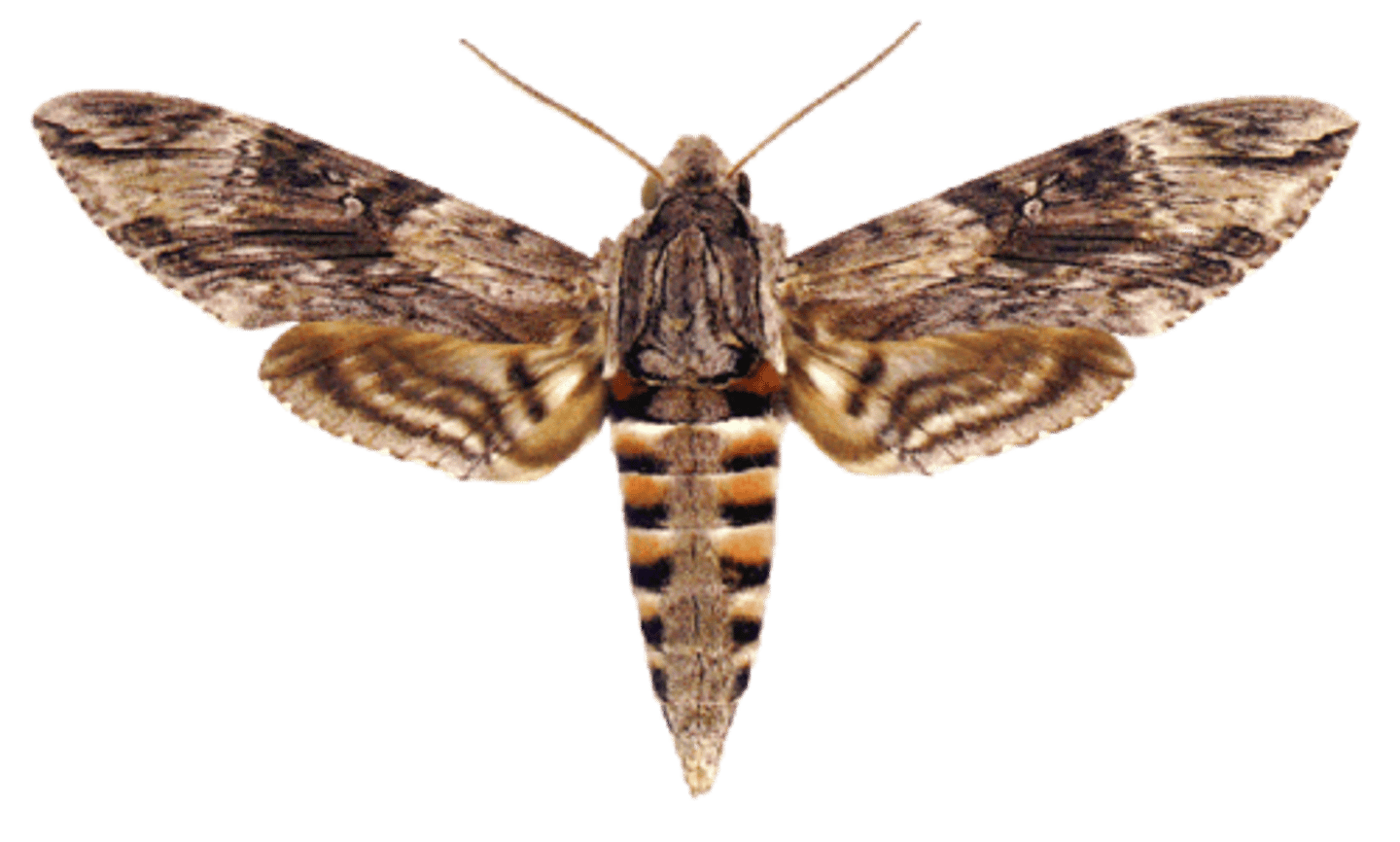 <p>Sphinx moths</p>