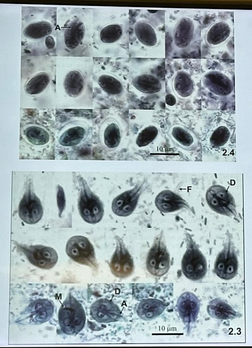 <p>Giardia lamblia int host</p>