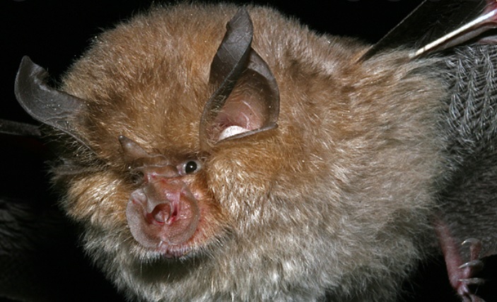 <p>zařaď živočicha do systému</p><p>Třída - řád - čeleď - druh čeština (latina)</p>