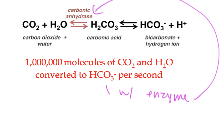 <p>enzyme that does the carbon dioxide rxn in the lungs</p>