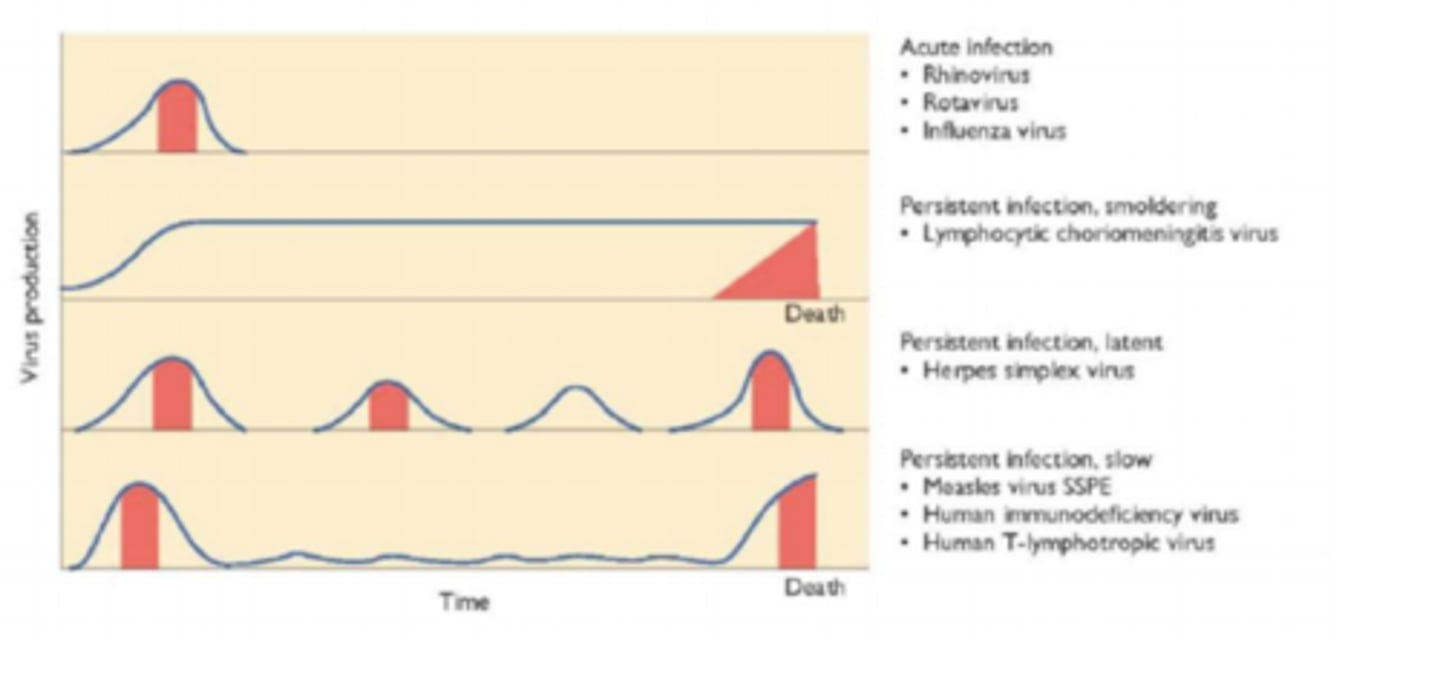 <p>• Acute viral infection is characterized by rapid onset of disease, a relatively brief period of symptoms,</p><p>and resolution within days</p><p>• Infectious virions are usually produced early in the course of disease</p><p>• Host immune response eliminates infection</p><p>eg rhonovirus, rotavirus, influenza virus</p>