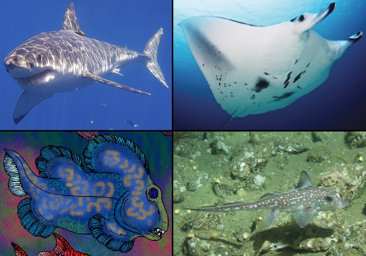 <p>Phylum+Subphylum+Class? (Common Name)</p>