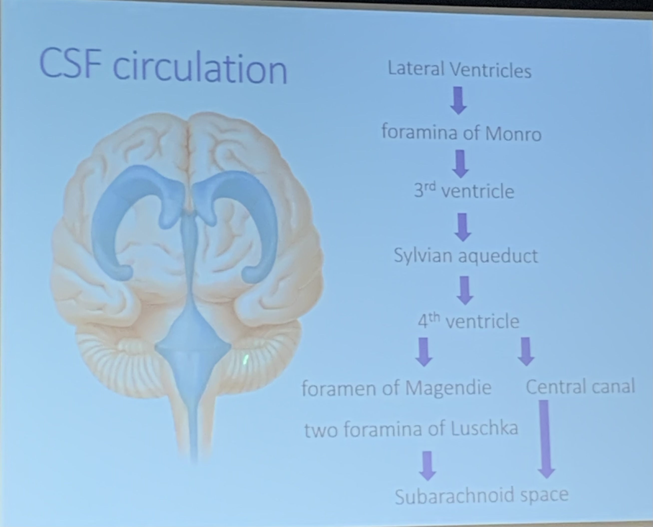 CSF circulation