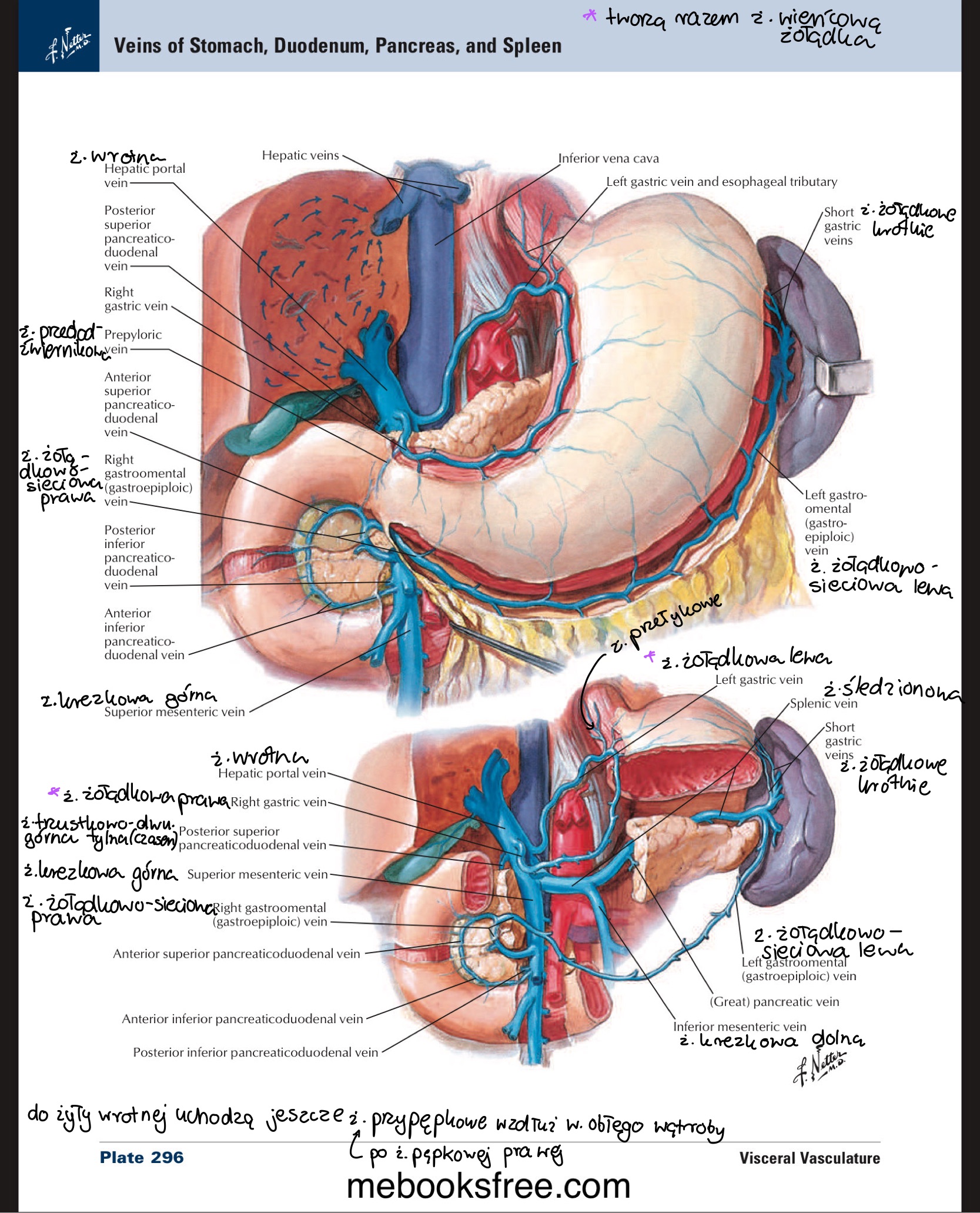 <ul><li><p>t. pęcherzyka żółciowego / cystic a. od prawej gałęzi t. wątrobowej właściwej</p></li><li><p>ż. pęcherzykowa / cystic v. od żyły wrotnej lub odpływ krwi kończy sie w sieci włosowatej zrazików wątroby</p></li></ul>