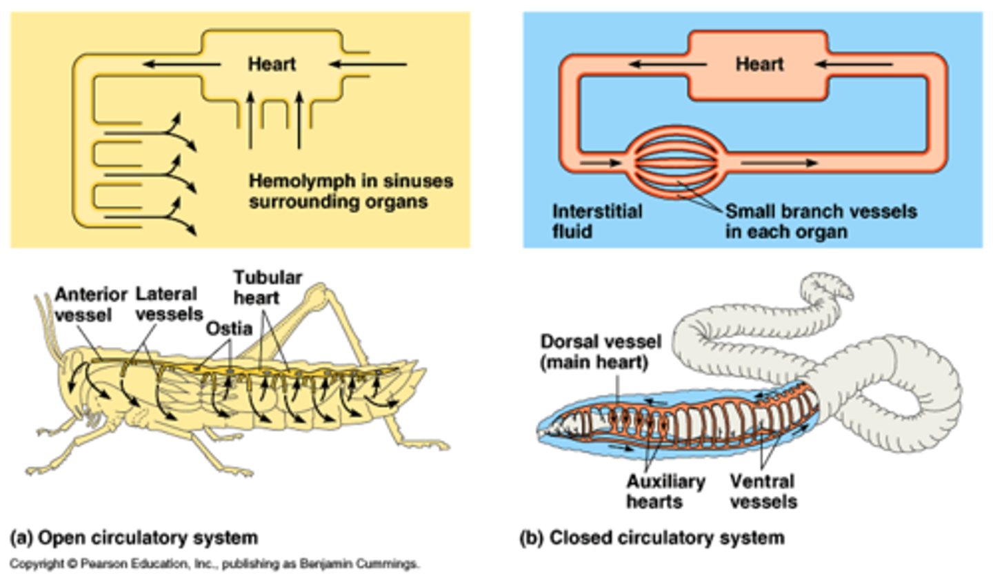 <p>A circulatory system that allows the blood to flow out of the blood vessels and into various body cavities so that the cells are in direct contact with the blood</p>