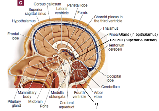 <p>separates each cerebellar hemisphere</p><ul><li><p>located inferior to the cerebellum</p></li></ul><p></p>
