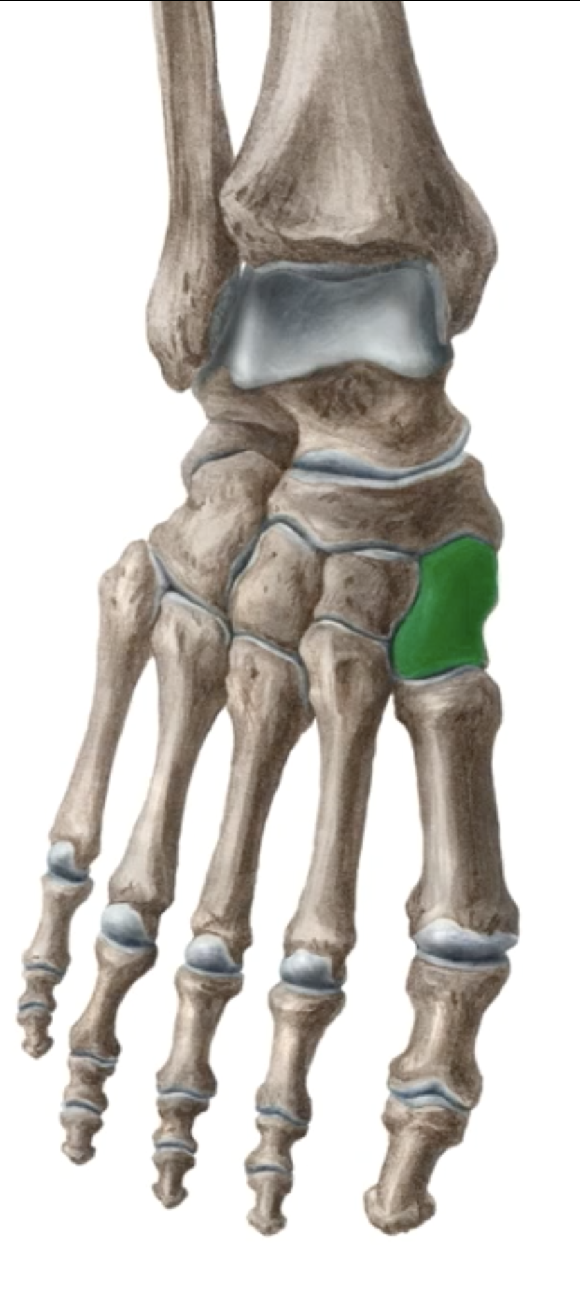 <p>What is this bone? </p>