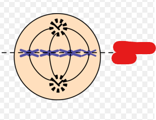 <p>A term for the plane where chromosomes line up during metaphase.</p>