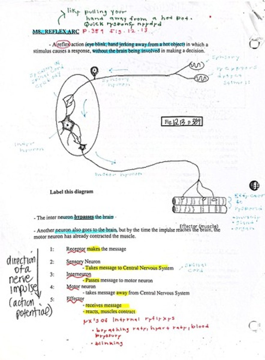 <p>Pathway for reflex actions involving sensory and motor neurons.</p>