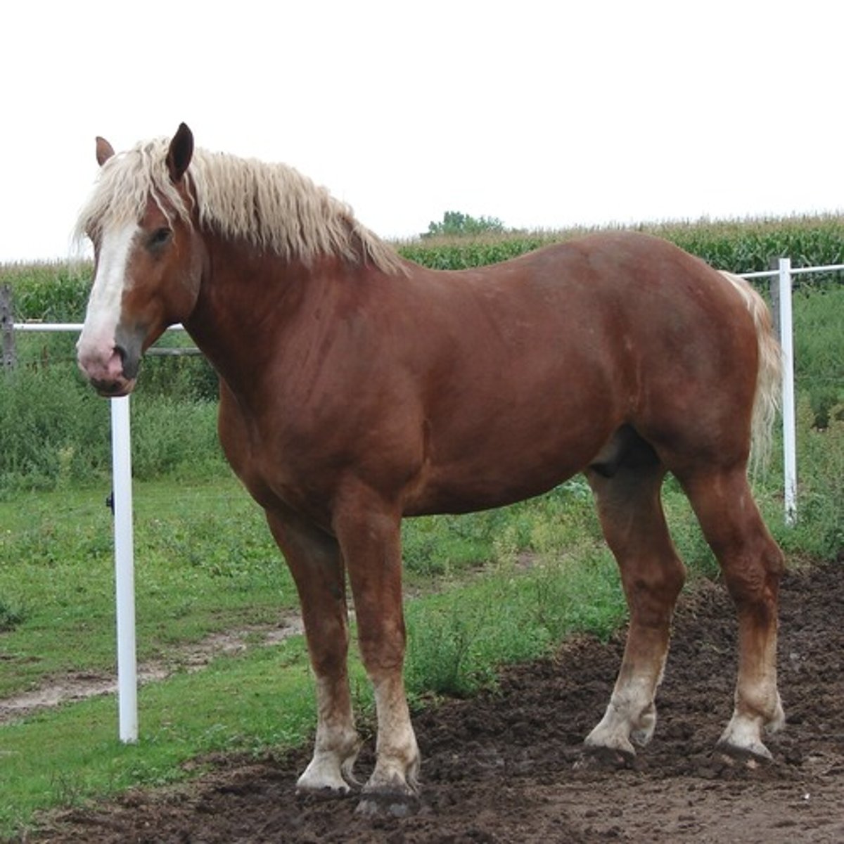 <p>Belgian</p>