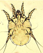 <ul><li><p>morphology: oval body, long legs </p></li><li><p>predilection site: surface of skin </p></li><li><p>transmission: direct contact, indirect via scratching </p></li><li><p>feeding: skin scales and tissue, superficial blood sucking</p></li><li><p>diagnosis: skin scrape at edge of lesion, serum ELISA</p></li><li><p>pathology: dermatitis </p></li></ul><p></p>