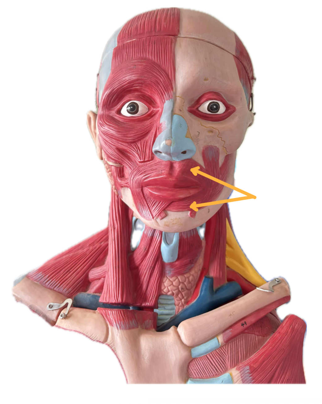 term image