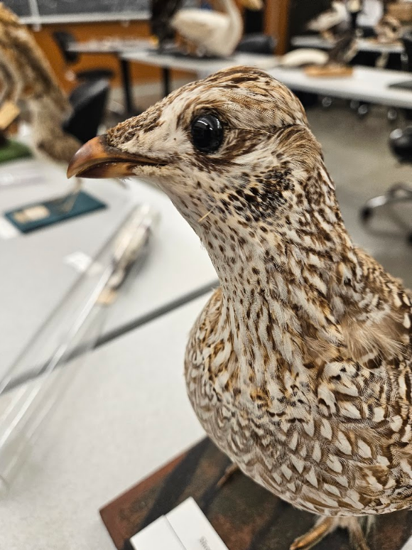 <p>bill is shorter than the head</p>