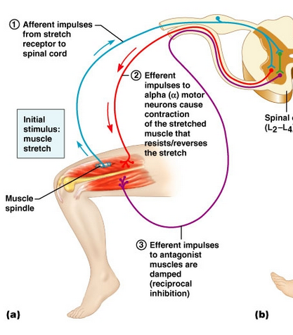 <ul><li><p>efferent neuron (leads to muscle contraction)</p></li><li><p><span>interneuron that’s inhibitory to the hamstring muscle, creating a negative-feedback reflex arc</span></p></li></ul><p></p>
