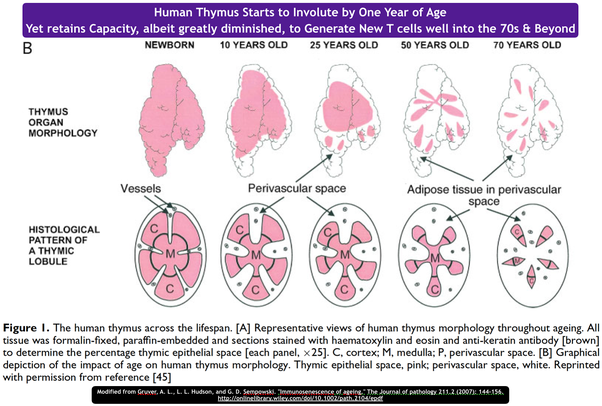 <p>It <strong>seeds T cells throughout the body</strong> and then undergoes <strong>involution</strong>, where it is <strong>gradually replaced by fat</strong> in the late teenage years.</p>