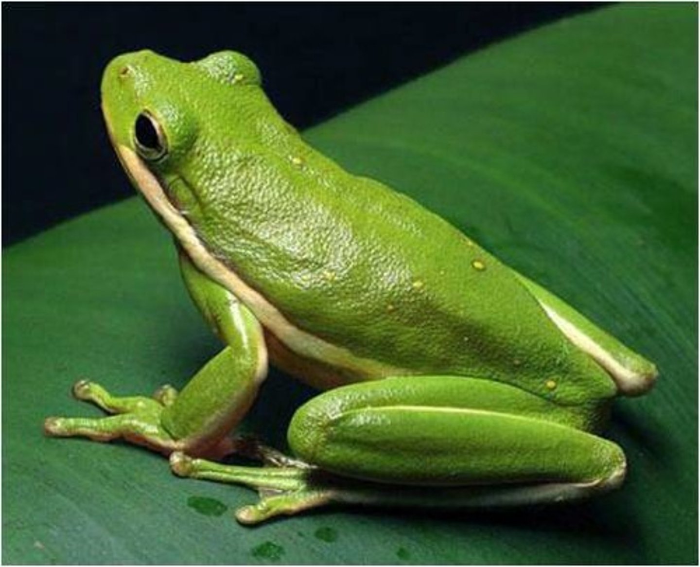 <p>- Frogs and Toads (Anura = no tail)</p><p>- Undergo metamorphosis --&gt; little to no neoteny </p><p>- frogs: smooth, moist skin</p><p>- toads: more adapted for drier environments with bumpy, dry skin</p>