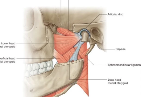 <ul><li><p>Origin:<strong><mark data-color="red"> Lateral pterygoid plate and greater wing of sphenoid </mark></strong></p></li><li><p>Insertion:<strong><mark data-color="green"> </mark><mark data-color="blue">Condylar process of mandible and articular disk</mark></strong></p></li><li><p>Action: <strong><mark data-color="green">Pushes mandible anteriorly and depresses mandible; closes jaw</mark></strong></p></li></ul>