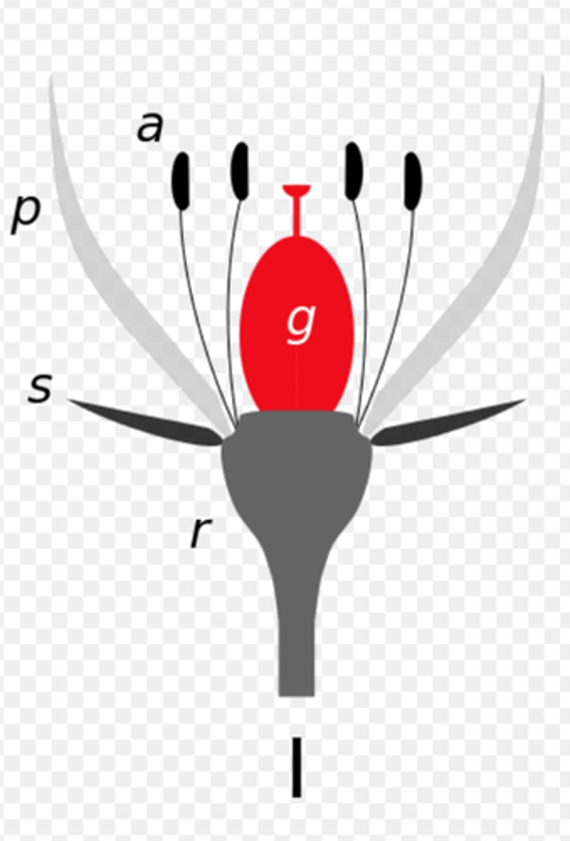 <p>superior and inferior</p>