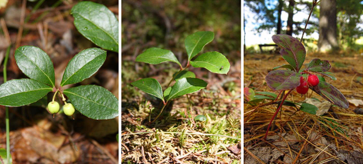 <p>Wintergreen</p>