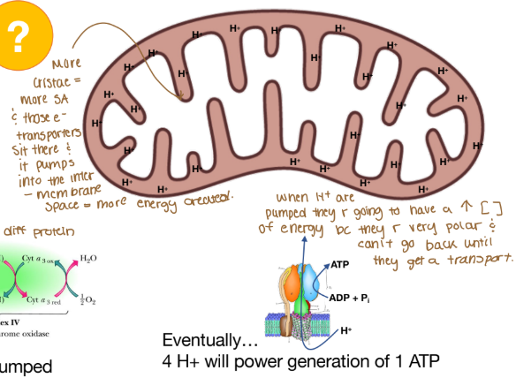 <p>Why is there a high concentration of energy when H+ are pumped into the intermembrane space of the mitochondria?</p>