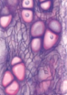 <p>what tissue is this </p>