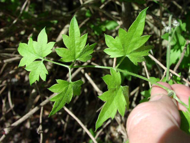 <p>Clematis drummondii<br>(Crowfoot)</p>