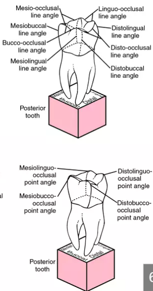 <p>8 line</p><p>4 point</p>