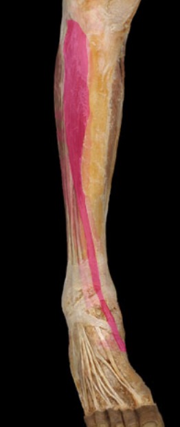 <p>lateral to tibia</p>