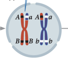 <p>nuclear membrane breaks down</p><ul><li><p>crossing over occurs following condensation of chromosomes and homologous chromosome pairing </p></li></ul><p></p>