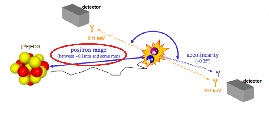<p><span>Elaborate on why there is <em>error</em> associated with <strong>PET</strong> specific to the <strong><em>distance that the positron travels</em></strong> <em>prior</em><strong><em> to annihilation</em></strong></span></p>