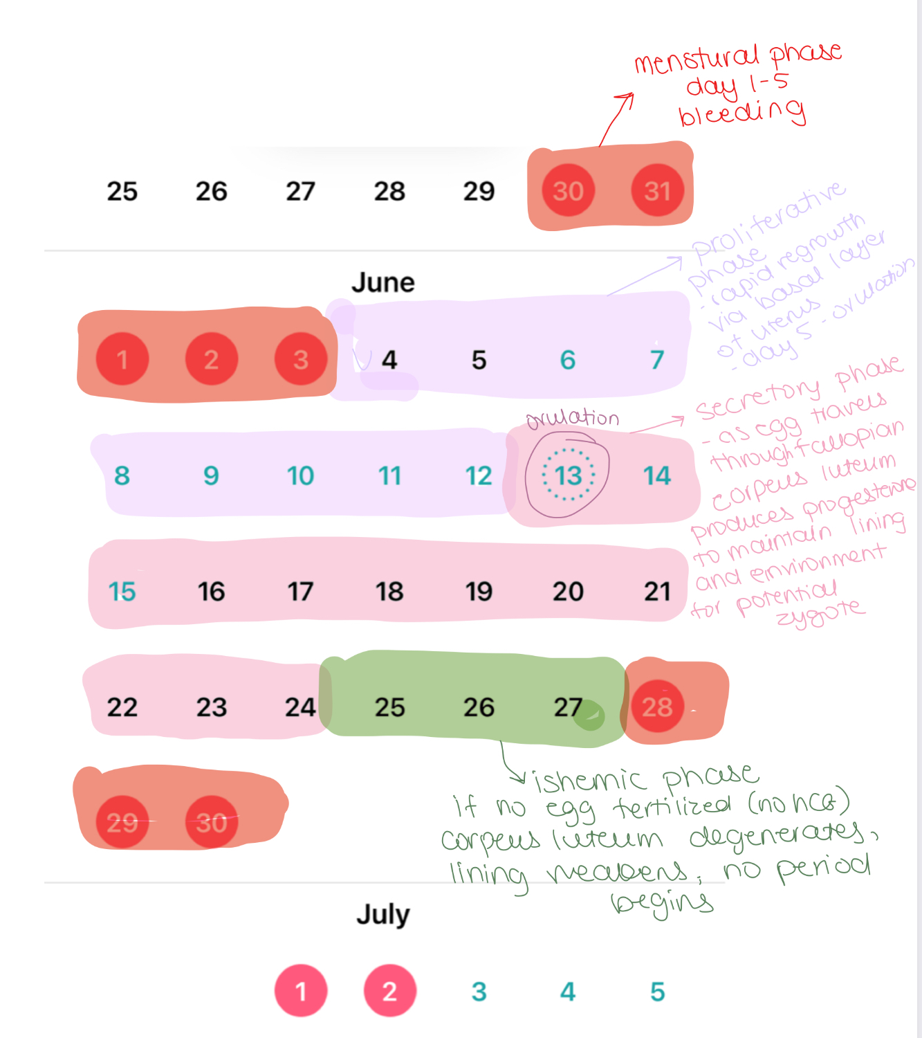 <p>PROLIFERATIVE</p><ul><li><p>rapid regrowth of the endometrium via the basal layer</p></li><li><p>prepares for potential implantation</p></li><li><p>Days 5 - ovulation</p></li></ul><p></p>