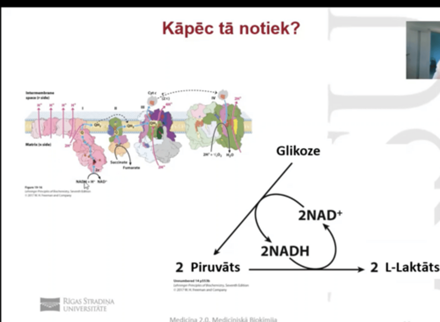 <p>elektronu transporta ķēdē 4 kompleksā, skābeklis uzņem elektronus un protonus veidojot H2O</p><p>ja nav skābeklis, ķēdē veidojas sastrēgums, un NADH+ H+ koncentrācija pieaug.</p><p>attiecīgi 4. glikolīzes solis tiek apstādināts jo ir nepieciešama NAD oksidētā forma, elektronu transporta ķēdē tas netiek reoksidēts un tā rezultātā glikoze nevar tikt pārvērsta par piruvātu.</p><p>risinājums ir piruvātu pārvērst par laktātu, tam tiek izmantots 2NADH, un tiek atdota atpakal oksidēta 2 NAD forma, kas ļauj turpināt glikolīzi. tādā veidā varam vismaz nodrošināt substrāta līmeņa fosforilēšanu</p>