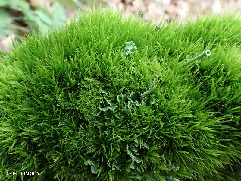 <p>Leaf tips breaking off</p>