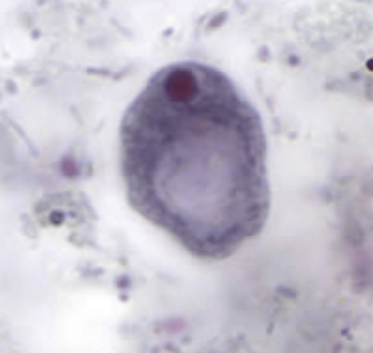 knowt flashcard image