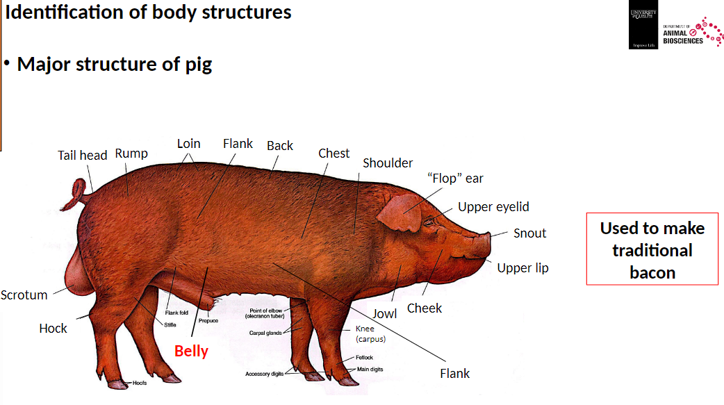 <p><strong>Belly</strong><br>āPart of the underbelly of the pig<br>āUsed to make traditional bacon</p>