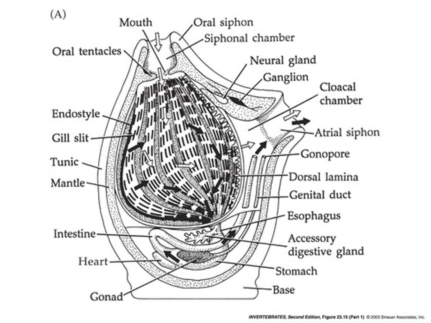 <p>Subphylum of Chordata with simple, saclike body (as adults)</p>