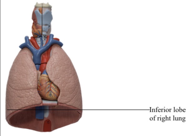 <p>The lobe of the right lung located below the middle lobe is known as the <strong><em></strong></em>__.</p>