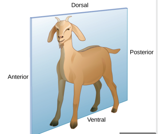 <p>have an anterior-to-posterior body axis that divides the animal into mirror image halves </p>