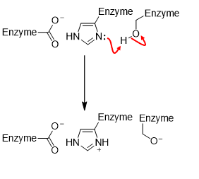 <p>Activation of nucleophile</p>